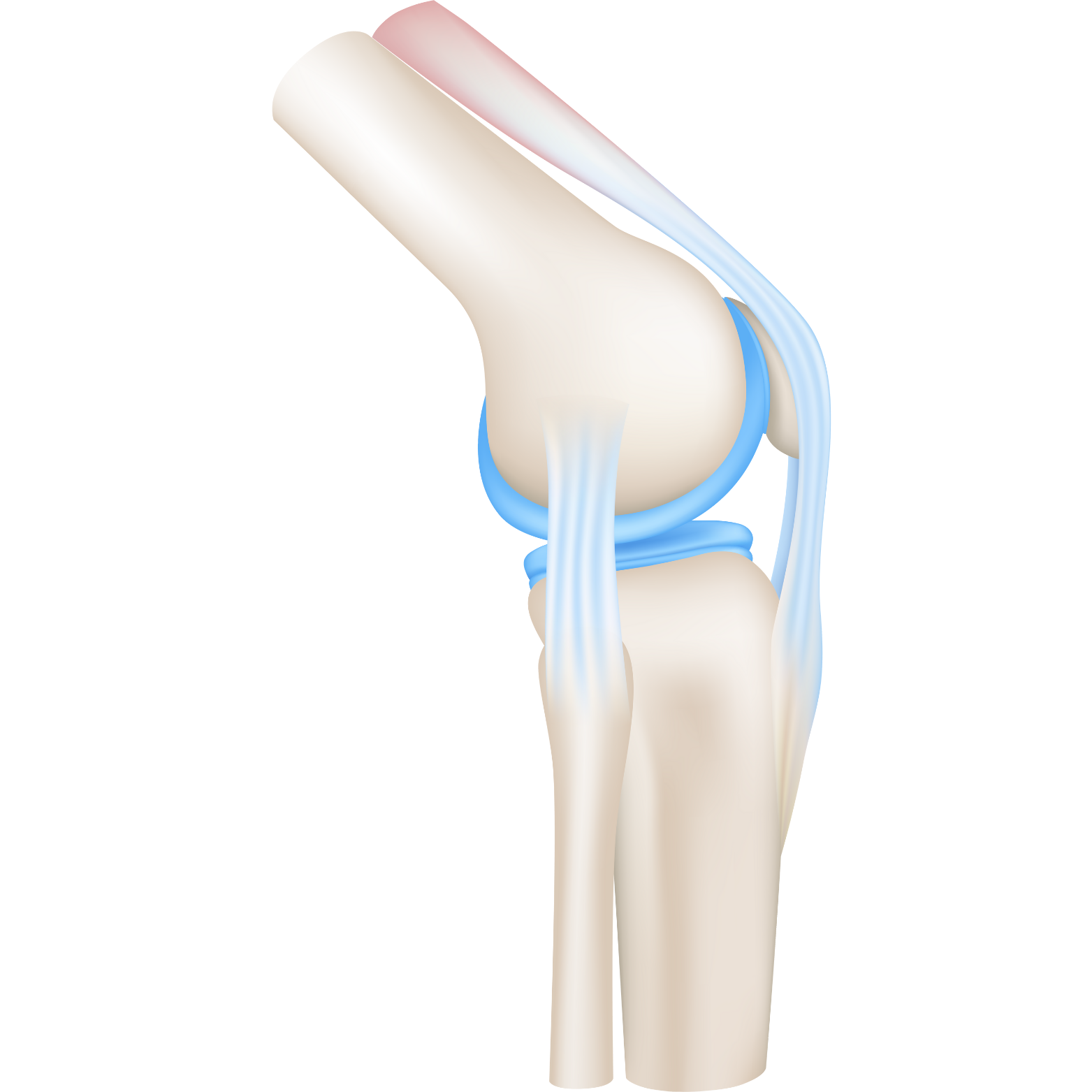 a skeleton of a knee